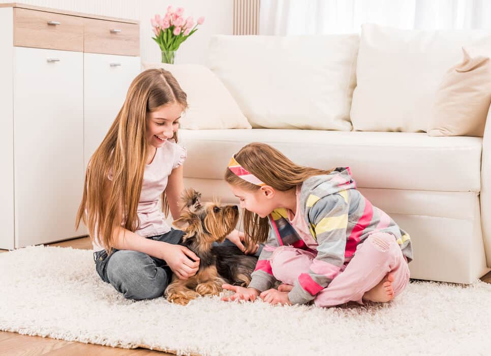 yorkshire terrier with kids