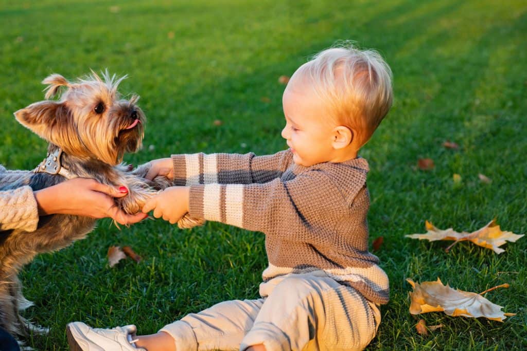 yorkshire terrier and children