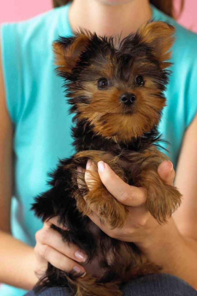 yorkshire terrier and children