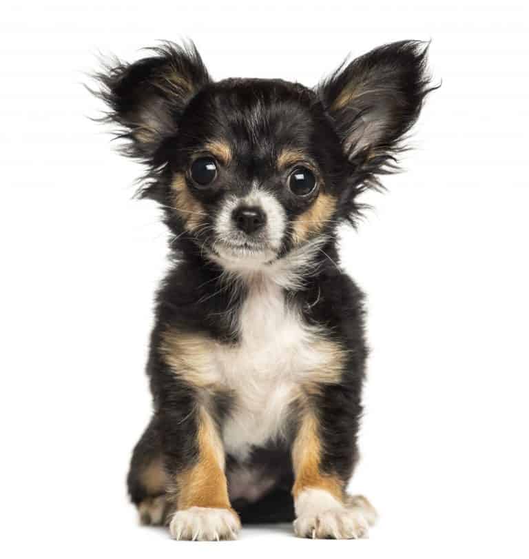 What are Chihuahuas Bred for?