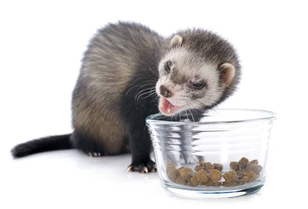24080065 m Ferrets as Pets: Cost to Buy, Their Aggressiveness, and Life Expectancy