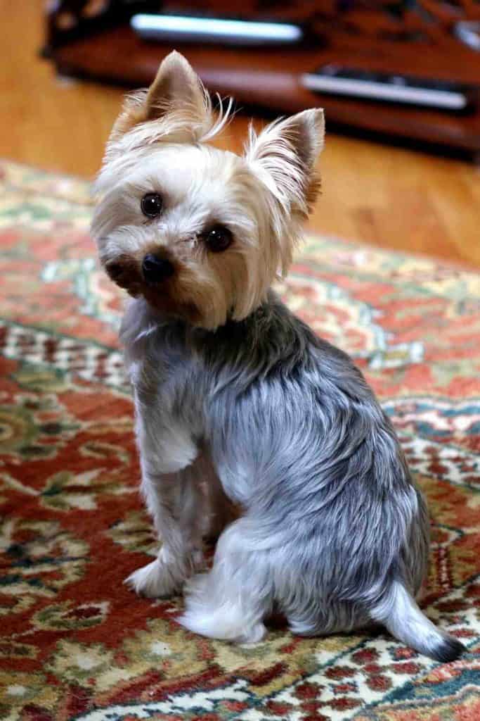 yorkshire terrier with kids