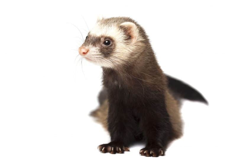 Ferrets as Pets: Cost to Buy, Their Aggressiveness, and Life Expectancy