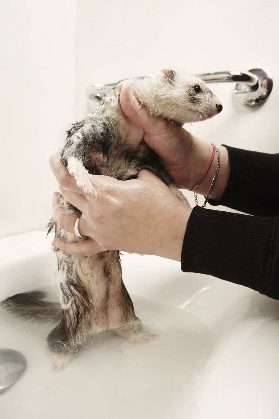 Ferret female in bathroom sink Embora Pets