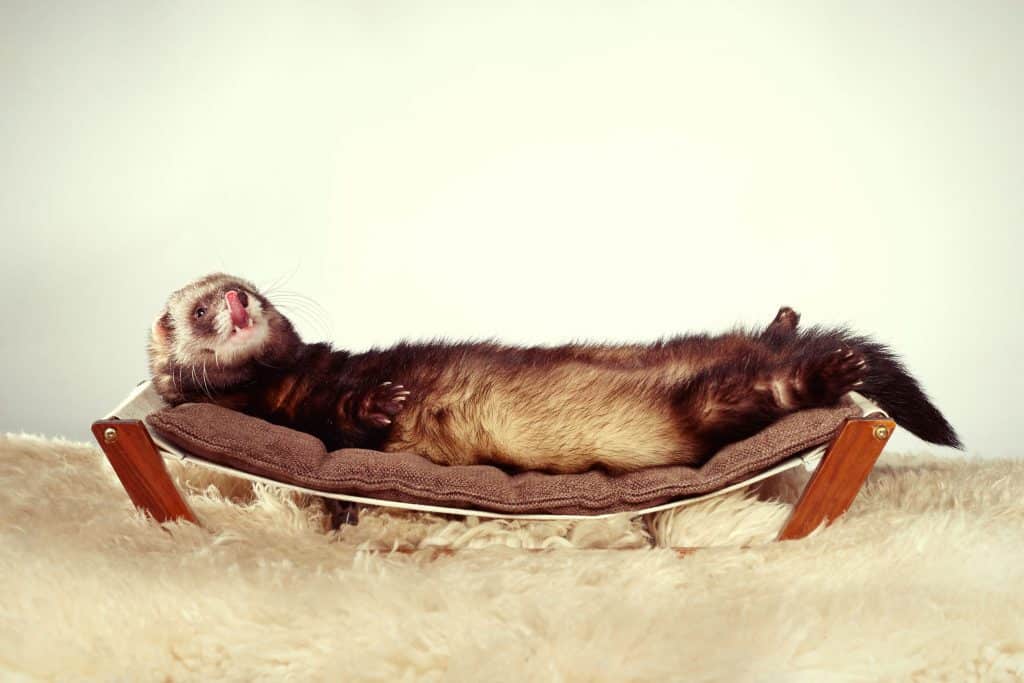 83759265 m Ferrets as Pets: Cost to Buy, Their Aggressiveness, and Life Expectancy