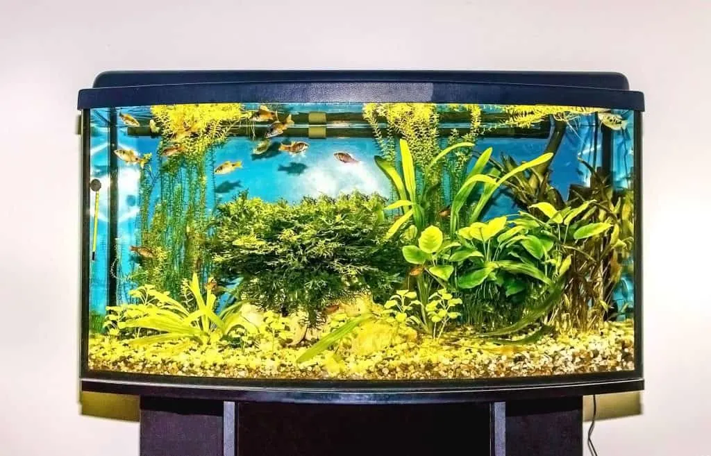 How to Calculate the Weight of Your Full Aquarium