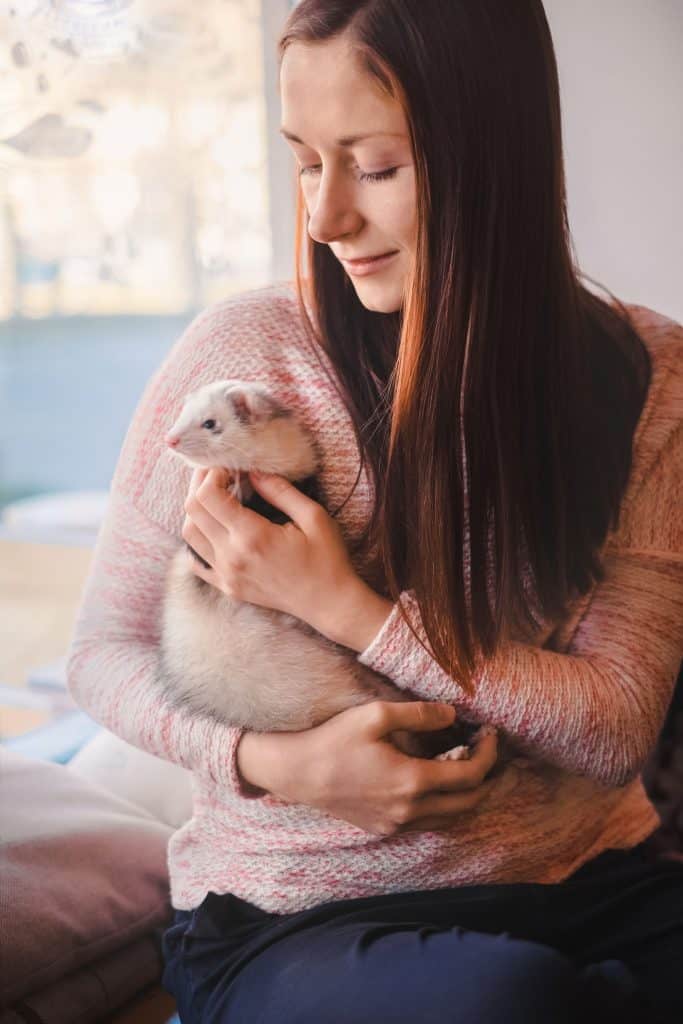 94386965 m Ferrets as Pets: Cost to Buy, Their Aggressiveness, and Life Expectancy