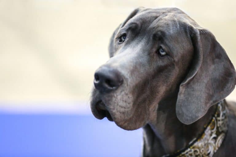 How to Get Great Danes to Calm Down Embora Pets