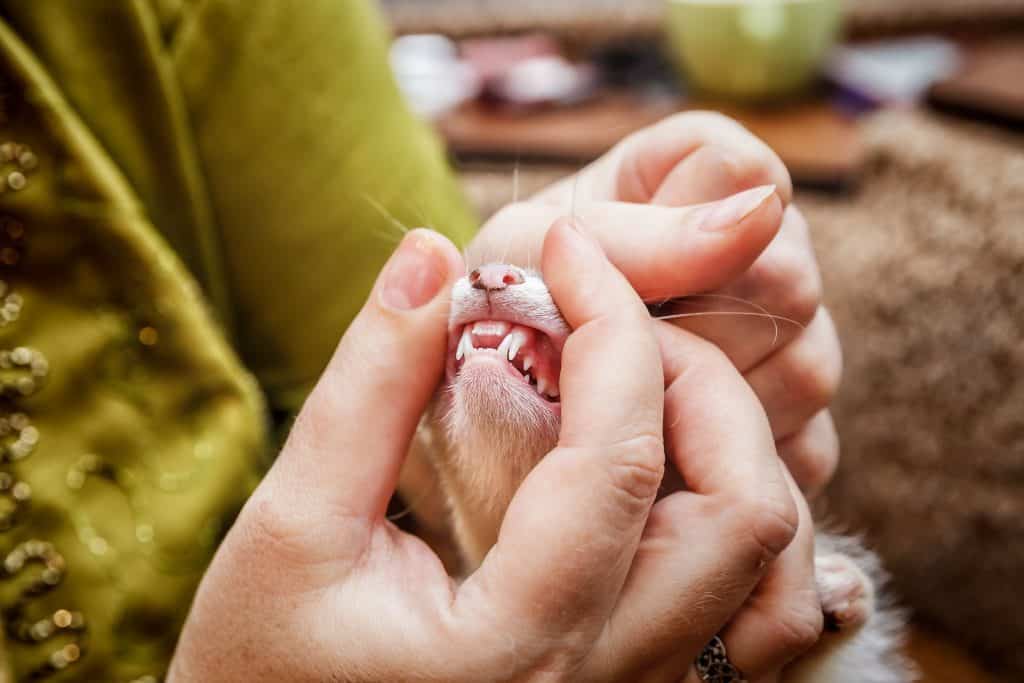 98100350 m Ferrets as Pets: Cost to Buy, Their Aggressiveness, and Life Expectancy