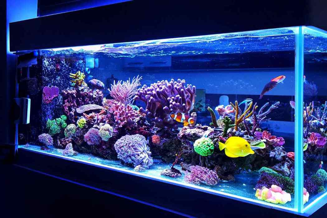 How Much Does a 29 Gallon Aquarium Weigh? 