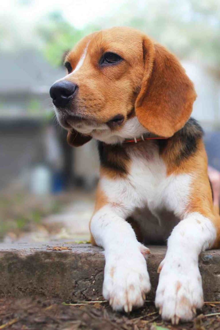 Can Beagles Climb Stairs? Embora Pets