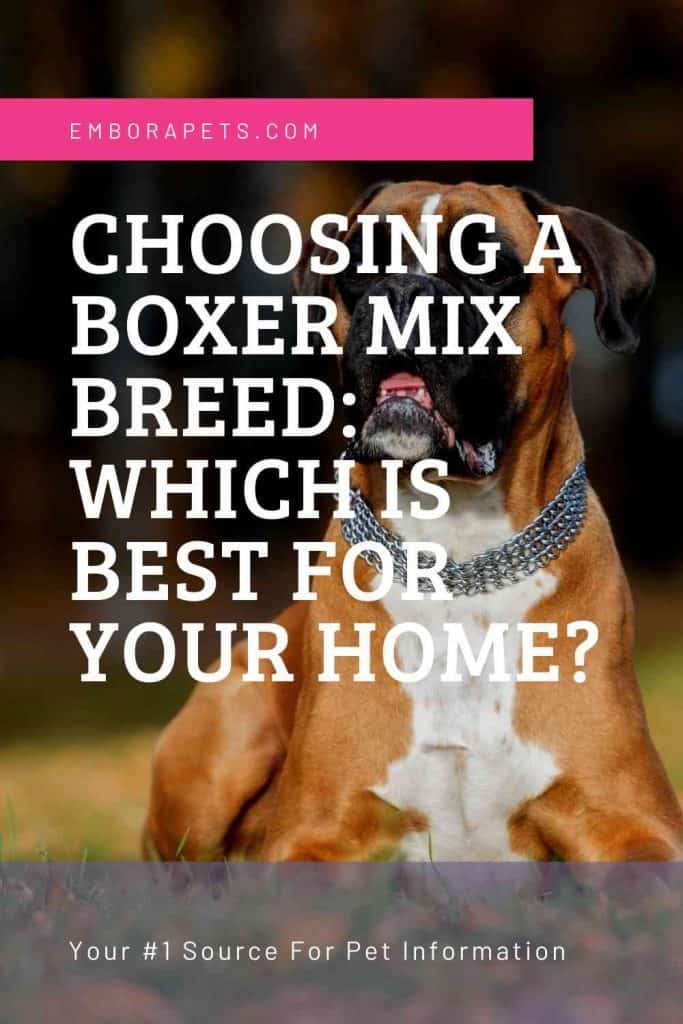 Choosing A Boxer Mix Breed Which Is Best For Your Home Embora Pets