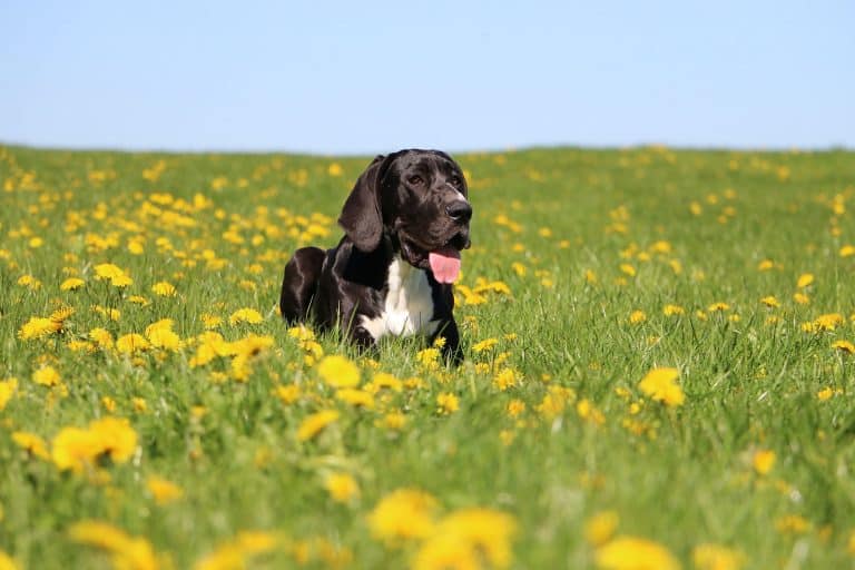 Are Great Danes Hypoallergenic? Tips for Families with Allergies.