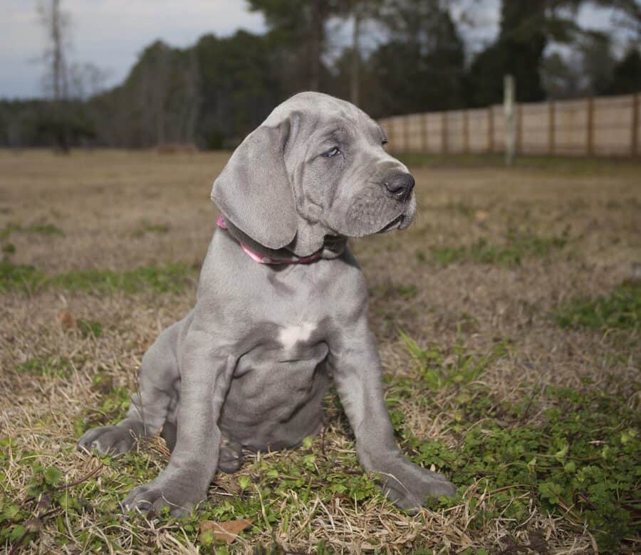 why does my great dane have dandruff