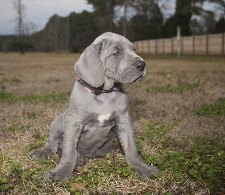 Are Great Danes Hypoallergenic? Tips for Families with Allergies