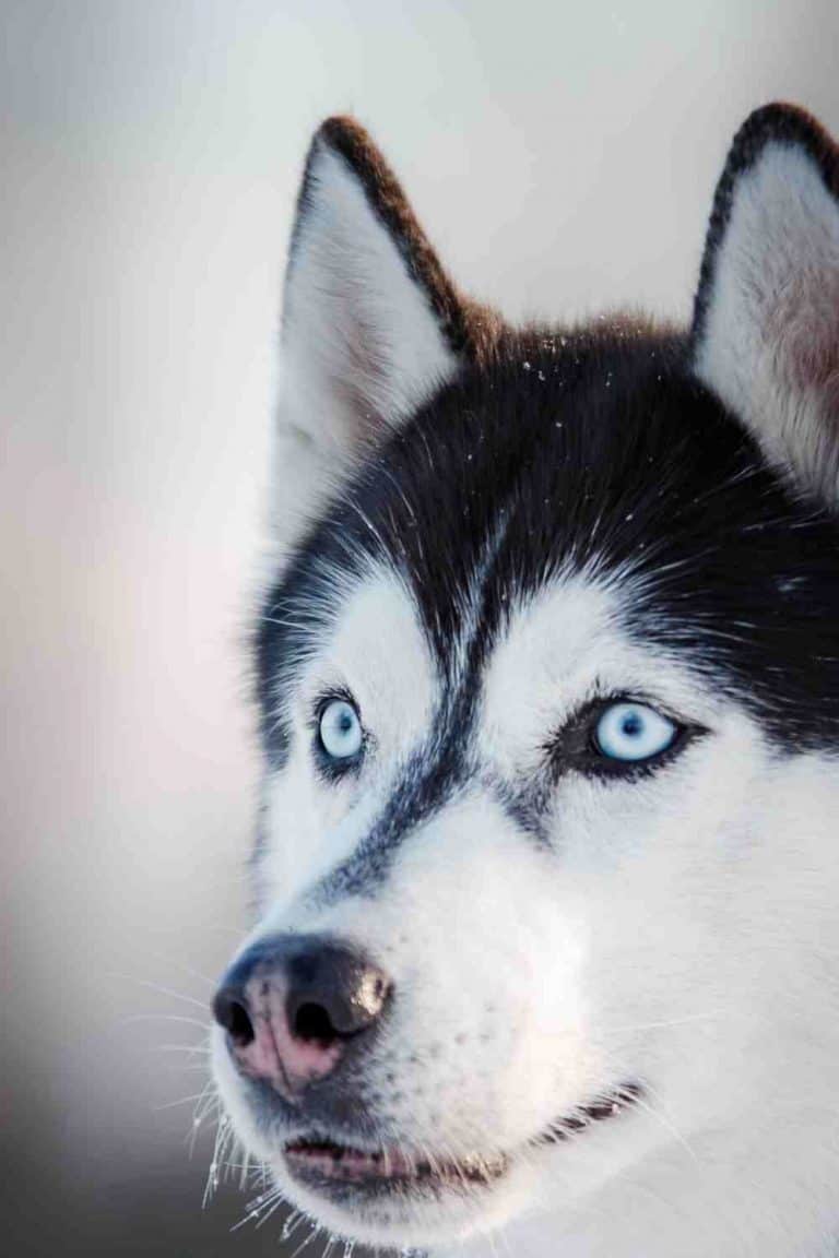 The Ultimate Guide to What Huskies Can (And Can't) Eat Embora Pets