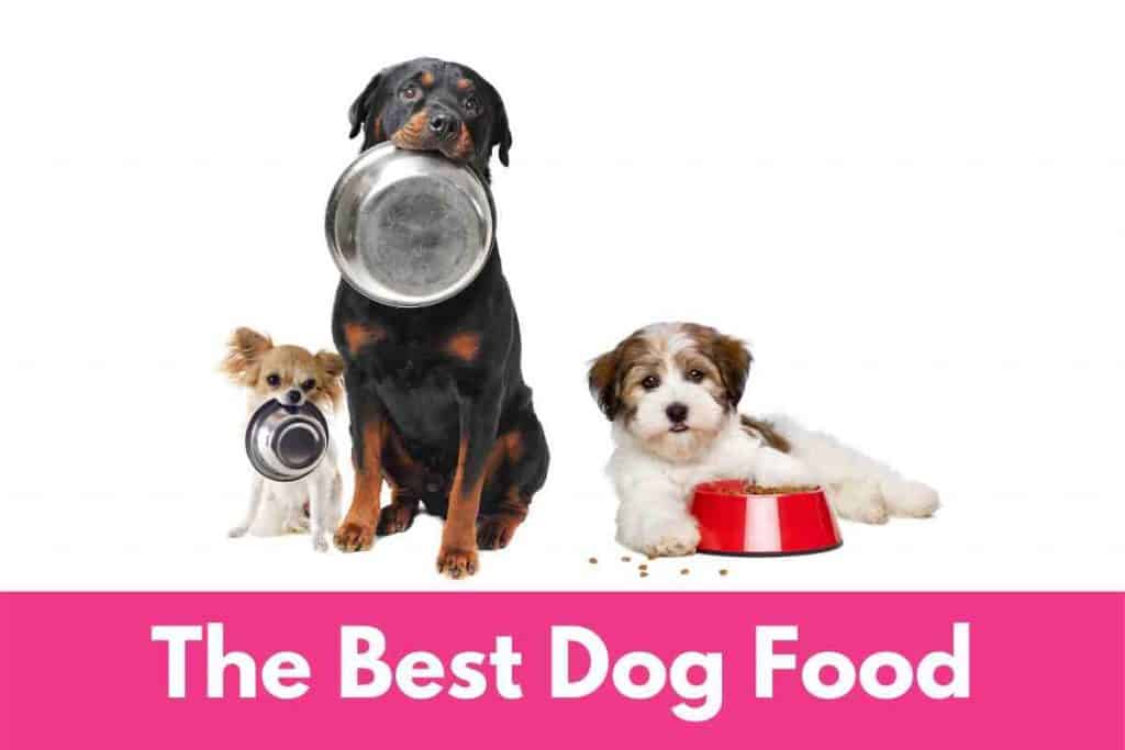 best dry puppy food for medium breeds