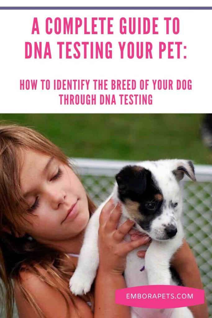 A Complete Guide To DNA Testing Your Pet_ How To Identify The Breed Of