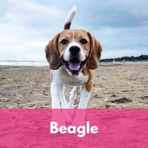 Beagle Category 1 Dog Breed Selector A to Z