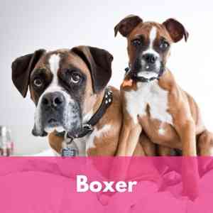 Boxer Category 1 Dog Breed Selector A to Z