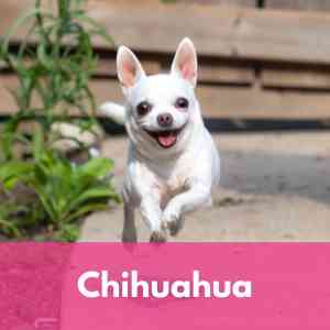 Chihuahua Category 1 Dog Breed Selector A to Z