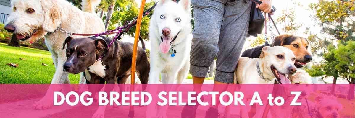 Find the perfect dog with our Dog Breed Selector A to Z #dogs #puppies