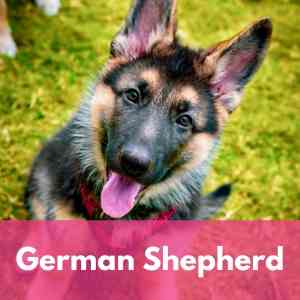 German Shepherd Category 1 Dog Breed Selector A to Z