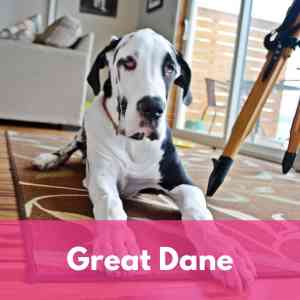 Great Dane Category 1 Dog Breed Selector A to Z
