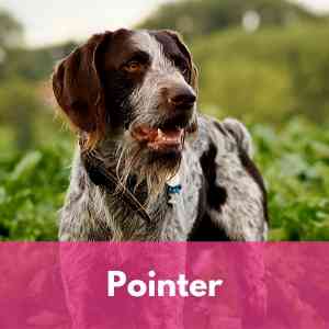 Pointer Category 1 Dog Breed Selector A to Z