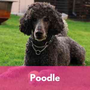 Poodle Category 1 Dog Breed Selector A to Z