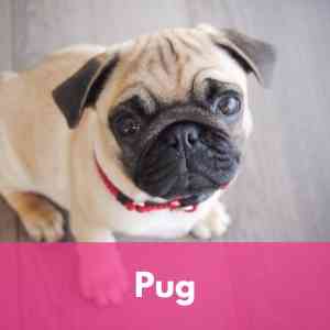 Pug Category 1 Dog Breed Selector A to Z