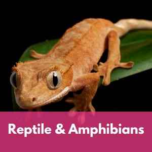 Reptile and Amphibian Supplies