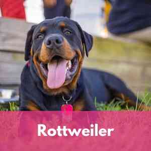 Rottweiler Category 1 Dog Breed Selector A to Z