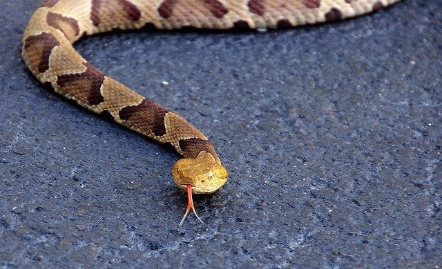 copperhead that attacked my neighbors dog t20 YVYp6O Baby Copperhead Snake Identification Guide (Look for these 5 things!)