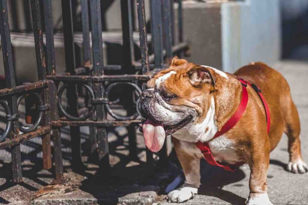 are old english bulldog dangerous