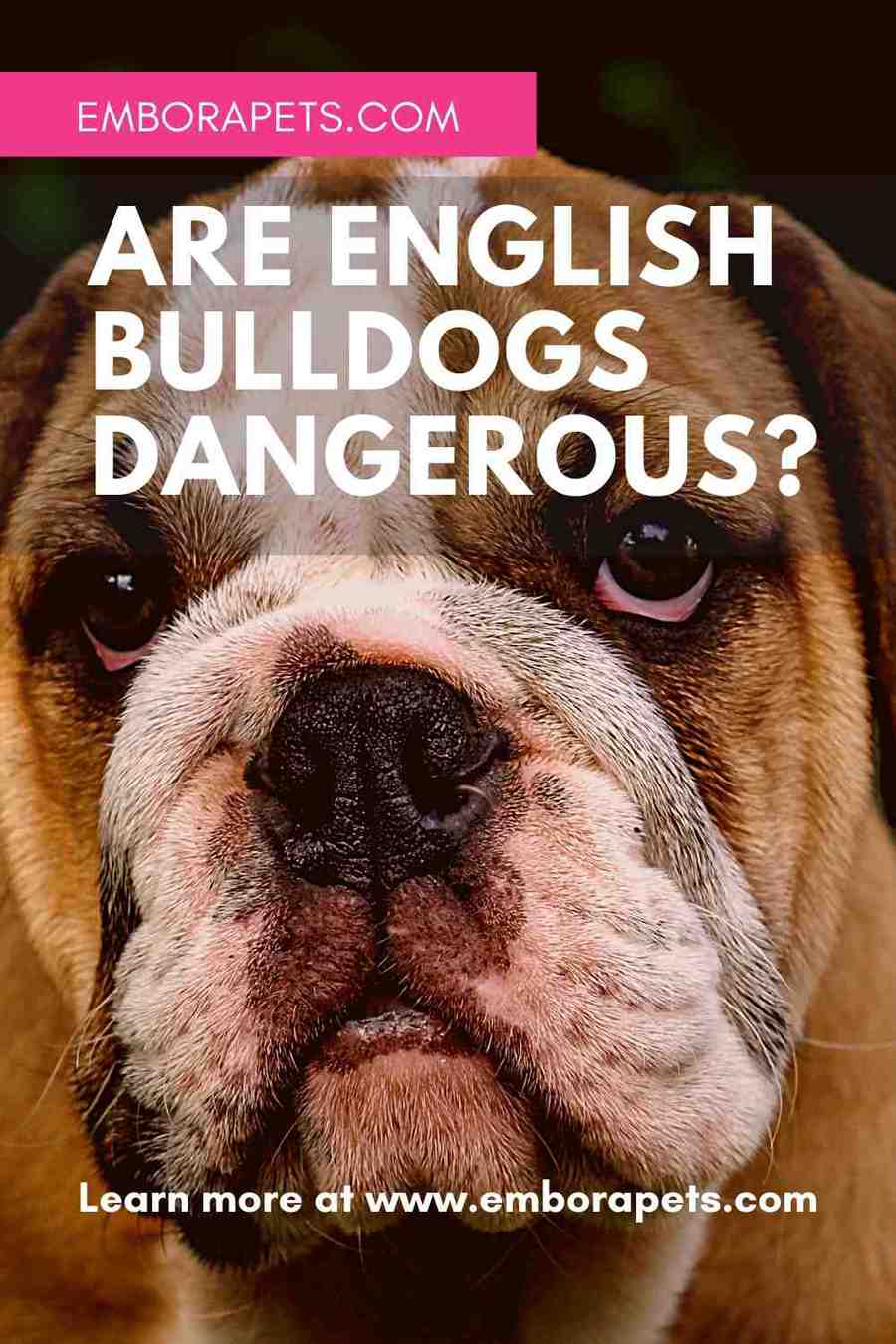 are-english-bulldogs-dangerous-emborapets-embora-pets