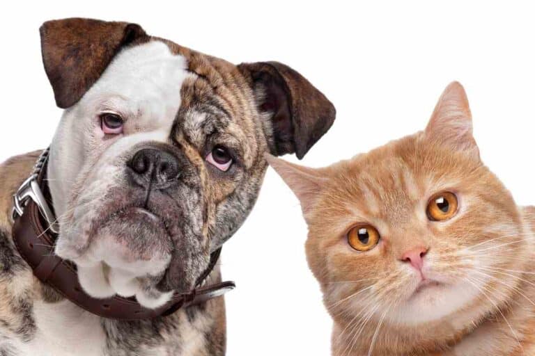 Do Bulldogs Get Along with Cats?