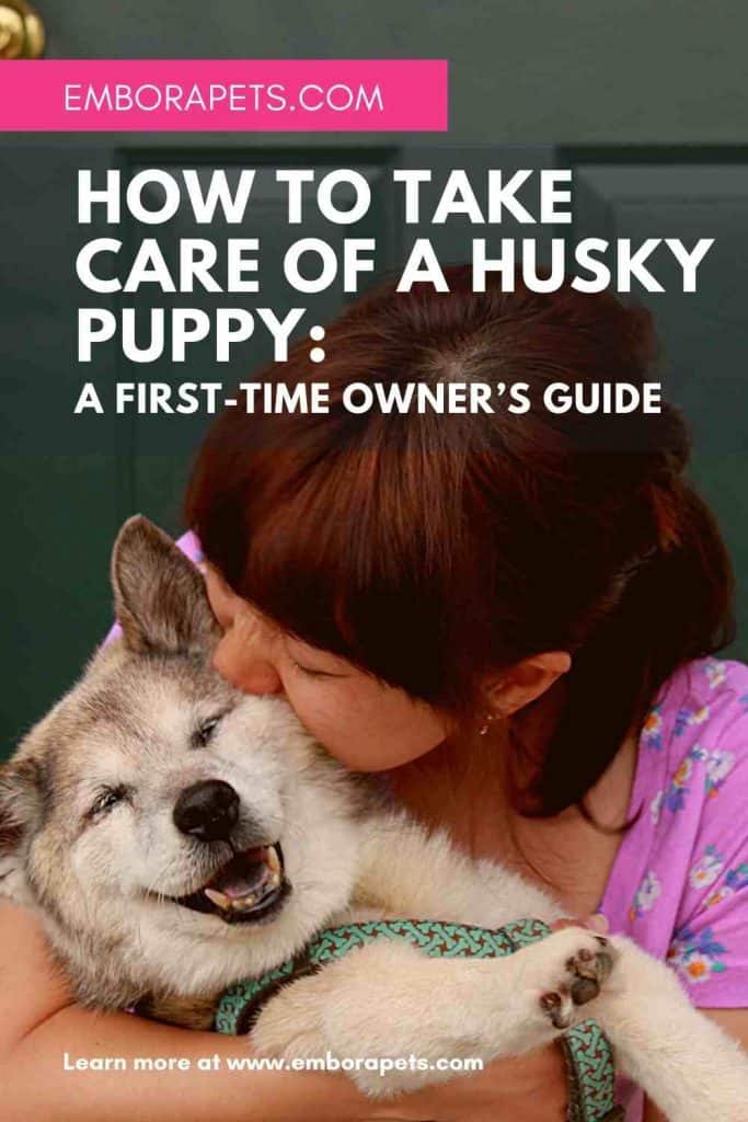 How To Take Care Of A Husky Puppy A FirstTime Owner’s