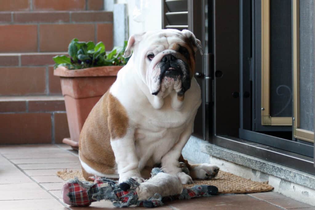 do english bulldogs get along with cats