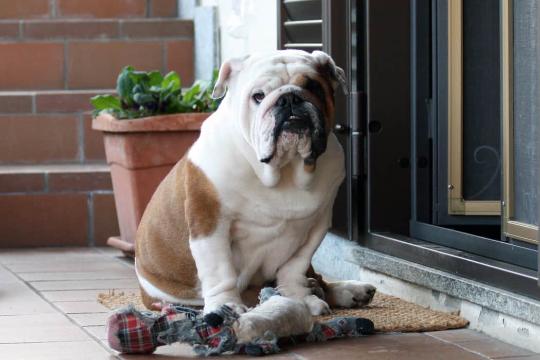 Do English Bulldogs Shed A Lot? Embora Pets