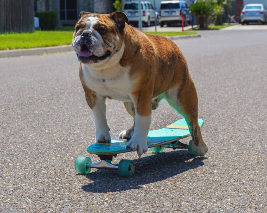 big bulldog