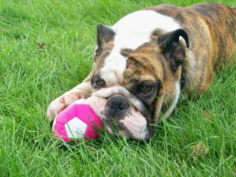 How Big Do English Bulldogs Get? - Embora Pets