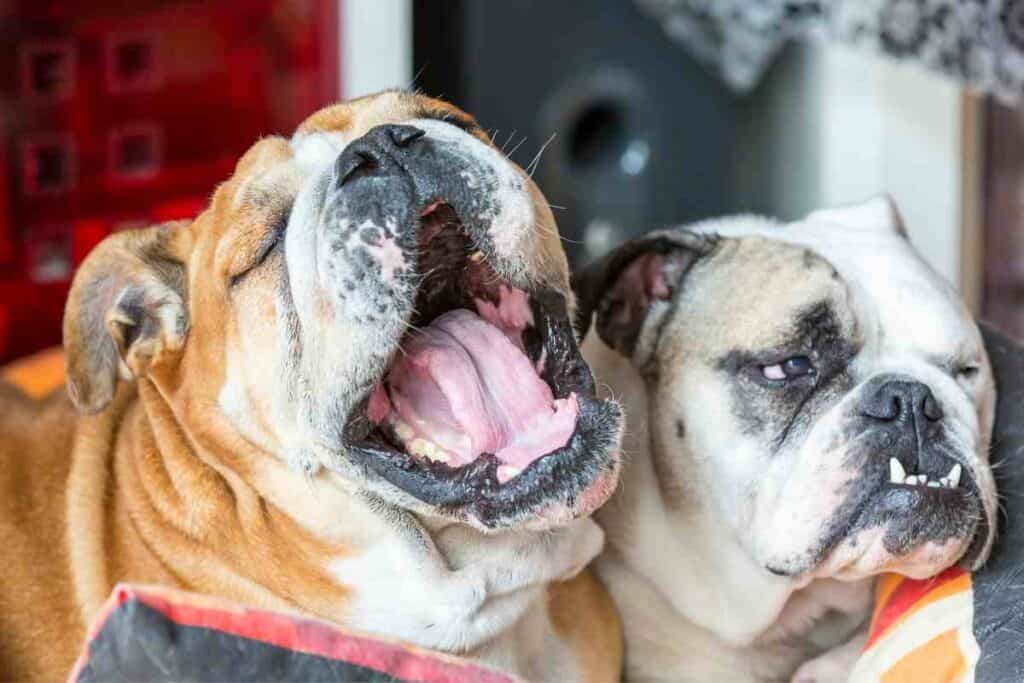 Do Bulldogs Fart A Lot?