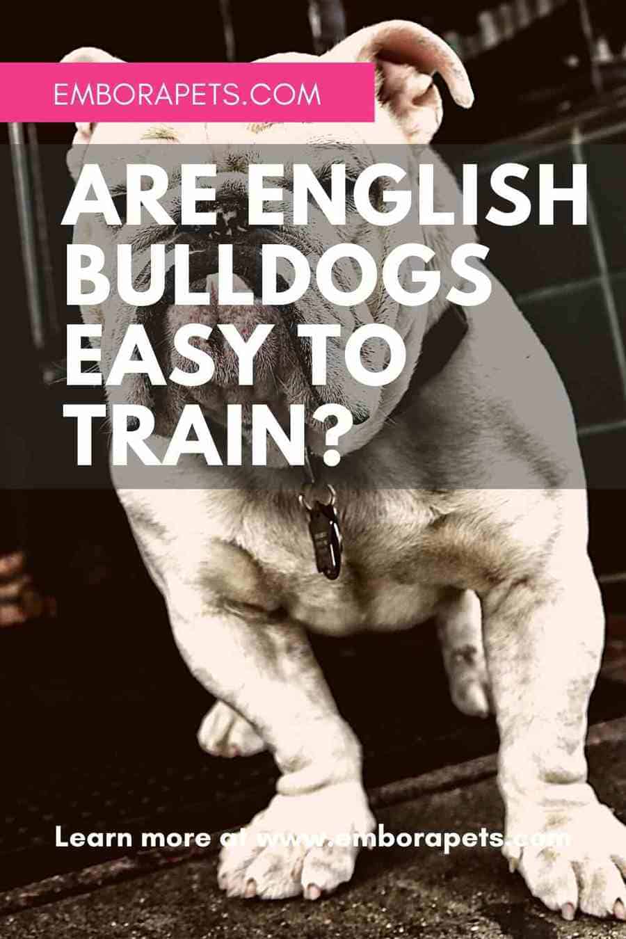 Are English bulldogs easy to train_ _ Embora Pets