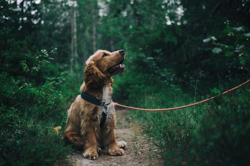 Do cocker spaniels shed?