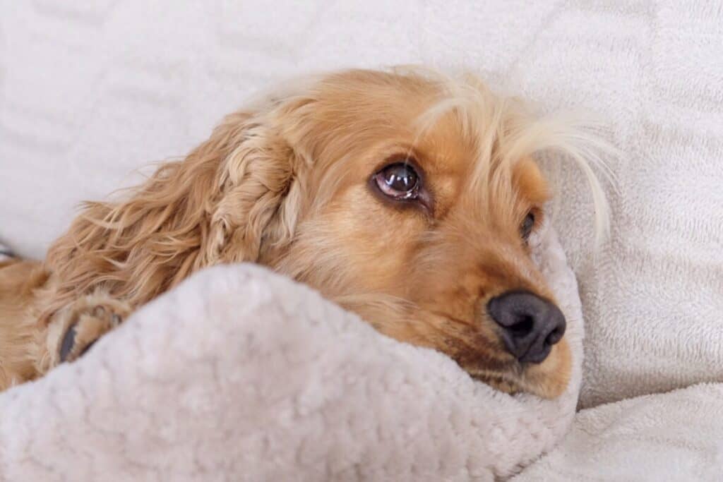 Do Springer Spaniels Have A Double Coat? Embora Pets