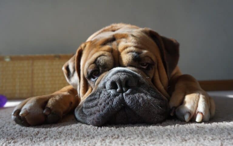 Are English Bulldogs Good For First-Time Owners?