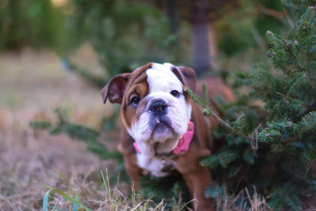 Are English bulldogs easy to train?