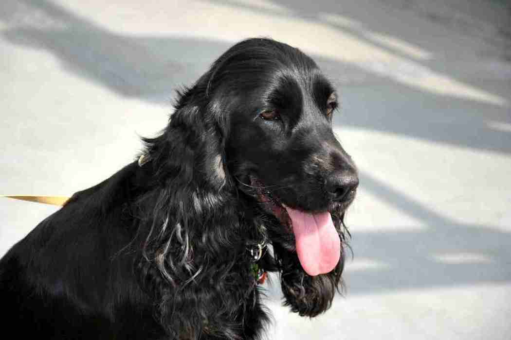 Cocker Spaniel Are Cocker Spaniels hard to train? Embora Pets