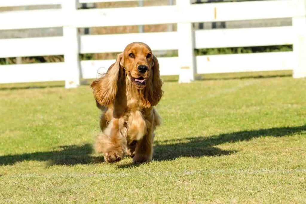 At What Age Do Cocker Spaniels Calm Down!